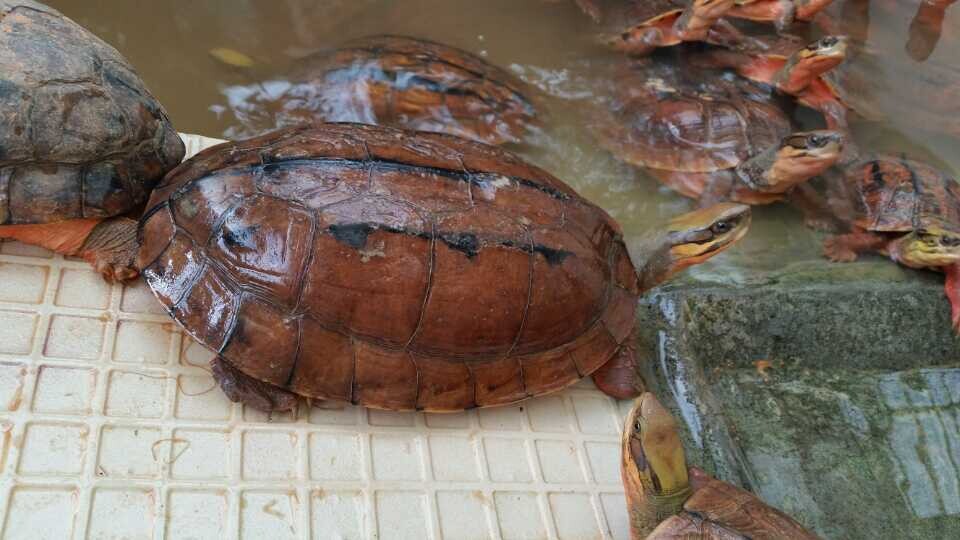 金钱龟