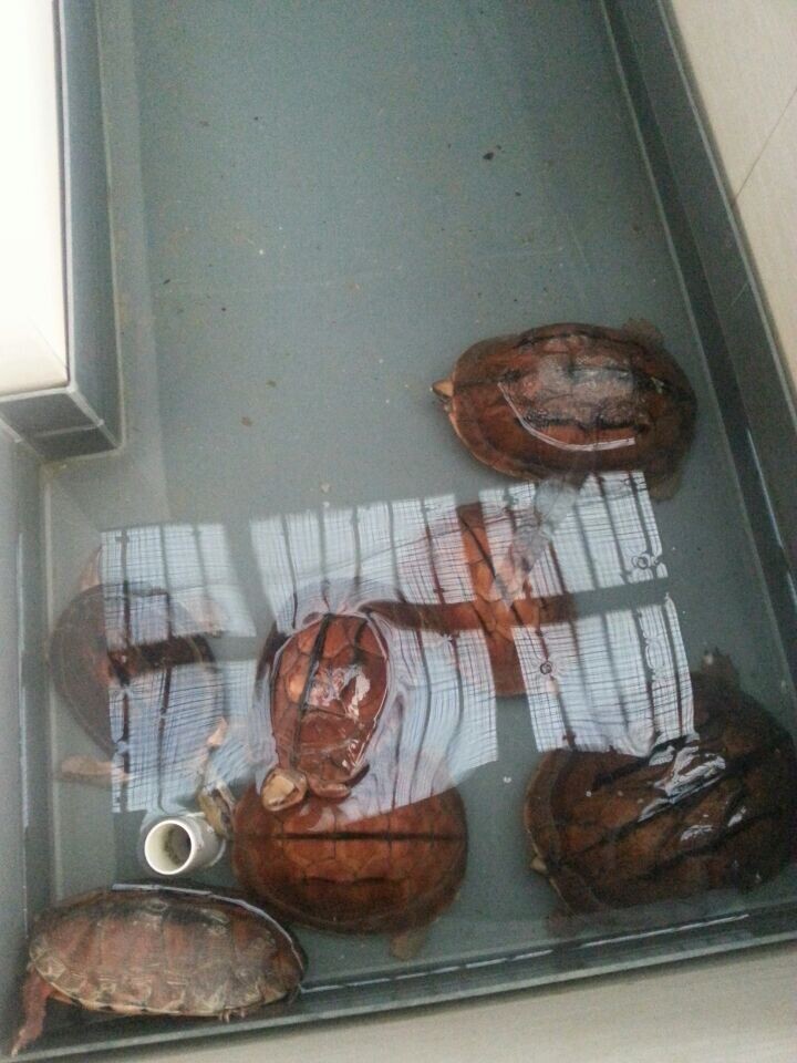 金钱龟